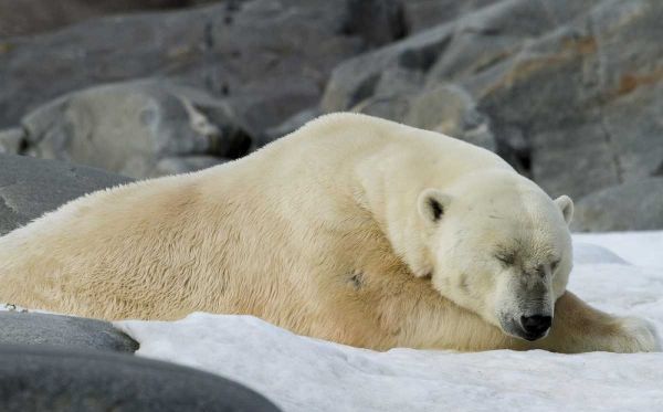 Norway, Svalbard Polar bear sleeping on snow